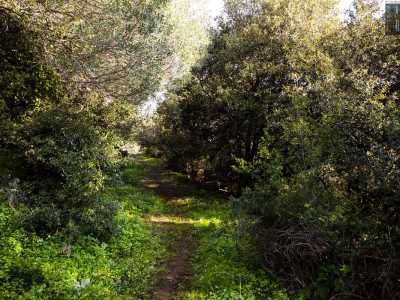 Ci facciamo strada, seguendo il sentiero, tra lecci, biancospini, oleastri e lentischi...